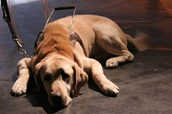 La fundación de la ONCE del perro guía busca familias voluntarias para adoptar cachorros 
