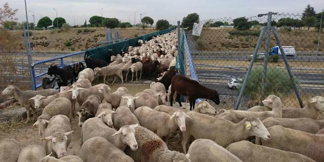 Boadilla recibe a 2.000 ovejas merinas 