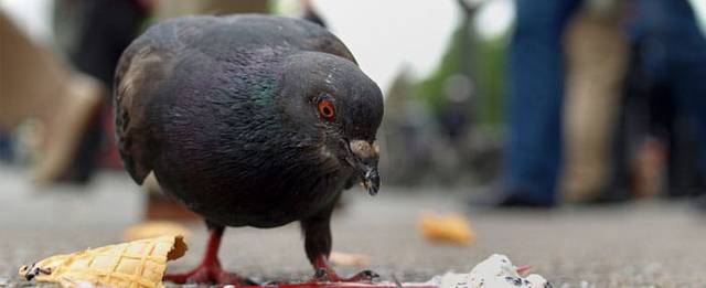 Control de plagas de palomas Madrid: ¿cómo evitar a estas aves?