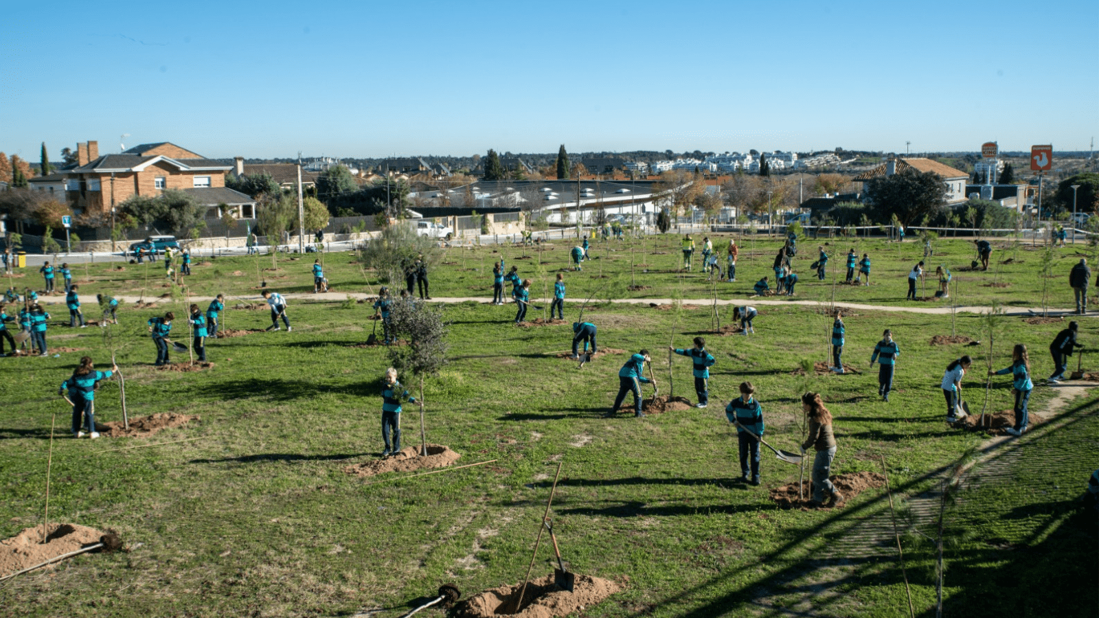 Cien alumnos de Boadilla plantan 200 pinos en la zona verde de la calle Monte Amor