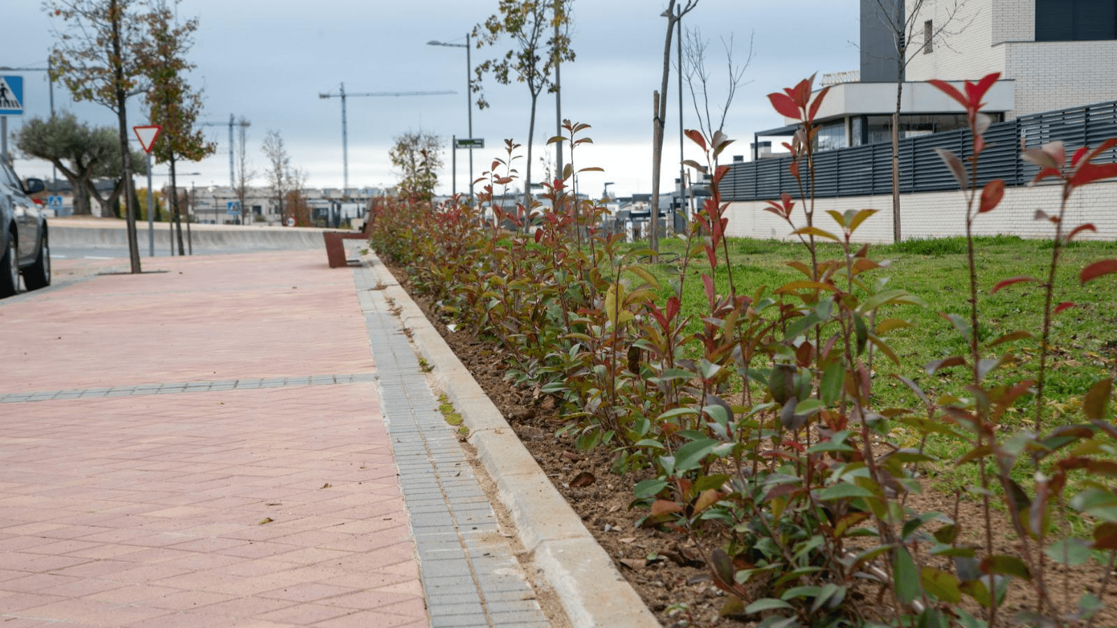 Concluye la plantación de 5000 arbustos en las avenidas de la Armada Española y El Pastel