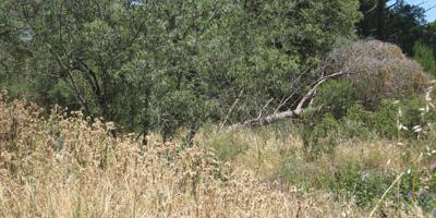 Alternativa Por Boadilla solicita más medidas contra incendios para el Monte