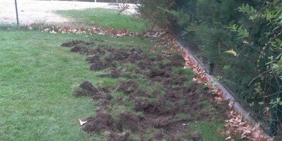 A la caza del jabalí en Boadilla del Monte A la caza del jabalí en Boadilla del Monte