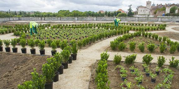 Boadilla planta 10.000 bojes en los jardines del Palacio del Infante Don Luis
