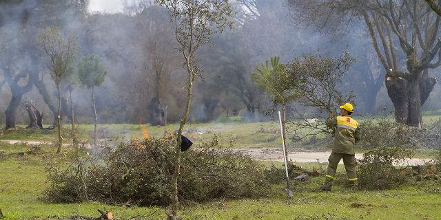 Comienza el reparto de leña en Boadilla Comienza el reparto de leña en Boadilla