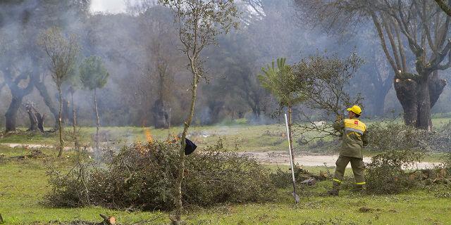 Comienza el reparto de leña en Boadilla