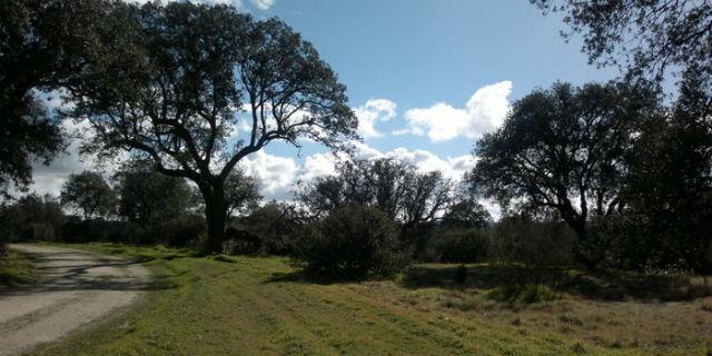APB solicita nuevas medidas para mantener el Monte Norte de Boadilla APB solicita nuevas medidas para mantener el Monte Norte de Boadilla