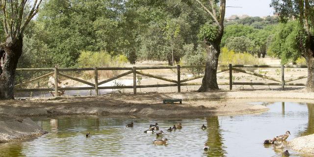 Boadilla presenta la IV edición de “Naturaleza en Familia”