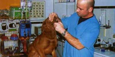 Comienza la campaña de identificación y vacunación de mascotas