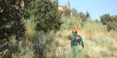 Leña gratuita para los vecinos que lo deseen