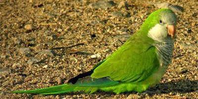 El Ayuntamiento de Boadilla llevará a cabo una campaña de control de aves exóticas El Ayuntamiento de Boadilla llevará a cabo una campaña de control de aves exóticas