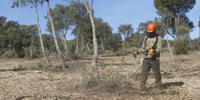 Continúan las labores de limpieza preventiva del Monte Norte