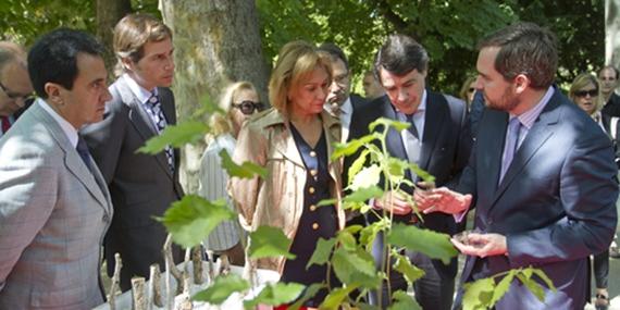 Boadilla participa en el proyecto de clonación de 31 árboles singulares Boadilla participa en el proyecto de clonación de 31 árboles singulares