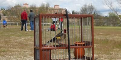 Boadilla celebra su VIII Campeonato de Canto de Aves Fringílidas Boadilla celebra su VIII Campeonato de Canto de Aves Fringílidas