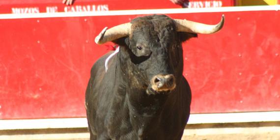 Los encierros tradicionales vuelven a Las Fiestas de Nuestra Señora del Rosario de Boadilla