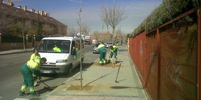 El Ayuntamiento repone el arbolado de la localidad El Ayuntamiento repone el arbolado de la localidad