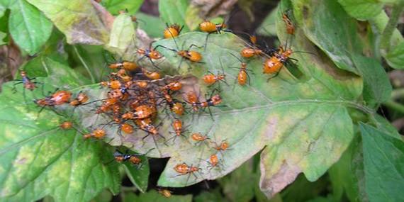 Comienza la campaña de control de roedores e insectos