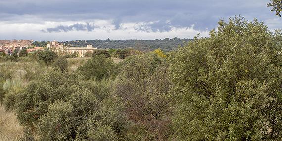 El nuevo PGOU protegerá el monte de Boadilla El nuevo PGOU protegerá el monte de Boadilla