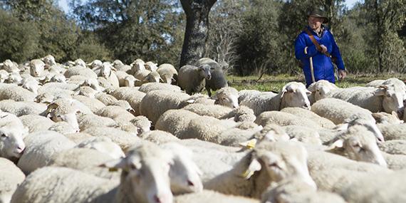 Más de 500 ovejas 'cortafuegos' pastan ya en el monte de Boadilla Más de 500 ovejas 'cortafuegos' pastan ya en el monte de Boadilla