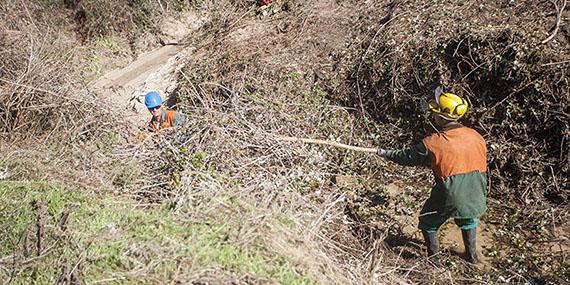 Nuevo cortafuegos en el Monte de Boadilla