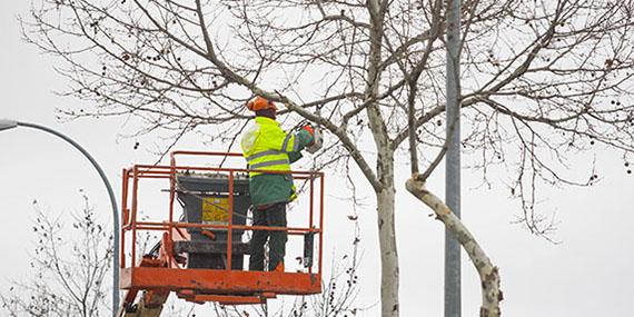 13.000 árboles de Boadilla serán podados los próximos días