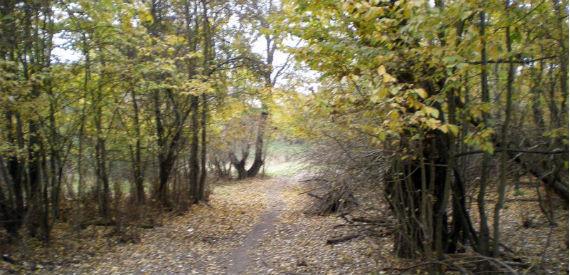 La Comunidad aprueba la mejora de los caminos agropecuarios y forestales de Boadilla