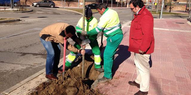 Boadilla aumenta su 'verde' con 282 árboles y 10.000 arbustos Boadilla aumenta su 'verde' con 282 árboles y 10.000 arbustos