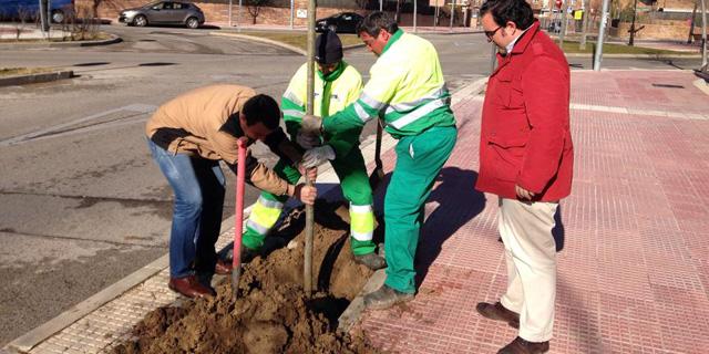 Boadilla aumenta su 'verde' con 282 árboles y 10.000 arbustos