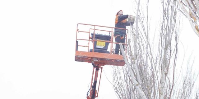 Retirados los árboles secos o con riesgo de caída del municipio Retirados los árboles secos o con riesgo de caída del municipio