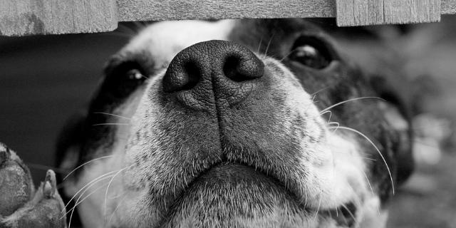 Ciudadanos Boadilla propone la creación de un centro municipal de acogida y protección de animales Ciudadanos Boadilla propone la creación de un centro municipal de acogida y protección de animales