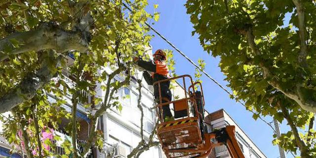 Arranca el plan de poda de árboles y la campaña de recogida especial de hojas en Boadilla