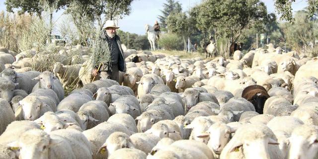 Las ovejas antiincendios ya trabajan en el monte de Boadilla
