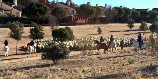 Las ovejas bombero ya están en Boadilla para prevenir incendios forestales Las ovejas bombero ya están en Boadilla para prevenir incendios forestales