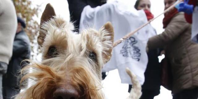 El Ayuntamiento de Boadilla pide responsabilidad con las mascotas regaladas en Reyes El Ayuntamiento de Boadilla pide responsabilidad con las mascotas regaladas en Reyes