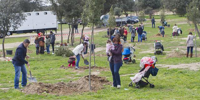 Los bebés de Boadilla nacidos en 2017 podrán tener su árbol homenaje Los bebés de Boadilla nacidos en 2017 podrán tener su árbol homenaje