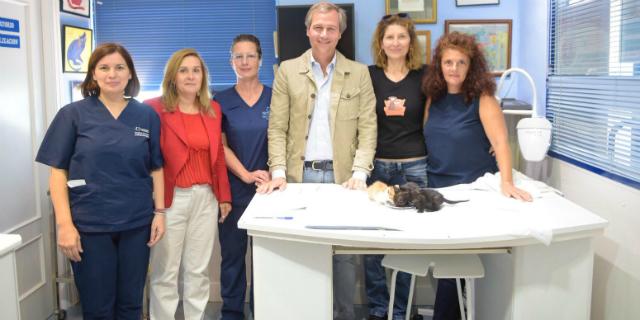 Boadilla controlará el crecimiento de la población de gatos con un programa piloto de esterilización