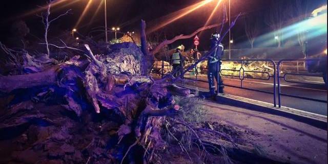 La caída de un árbol sobre un coche en Boadilla deja un herido grave y otro leve