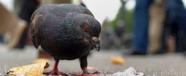 Cómo ahuyentar palomas de forma definitiva