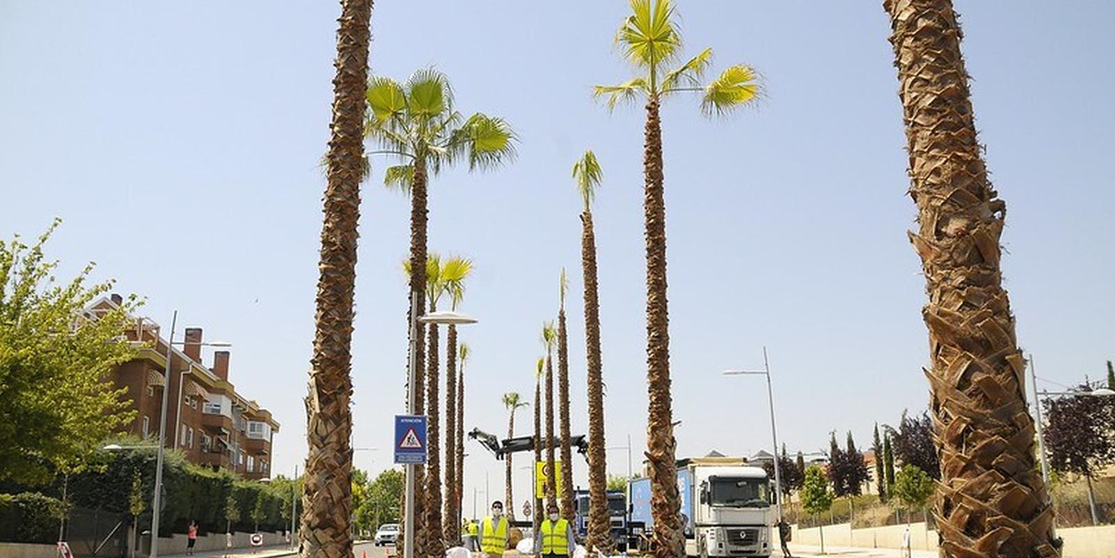 La  avenida Infante D. Luis lucirá nuevo aspecto con las palmeras que está plantando el Ayuntamiento