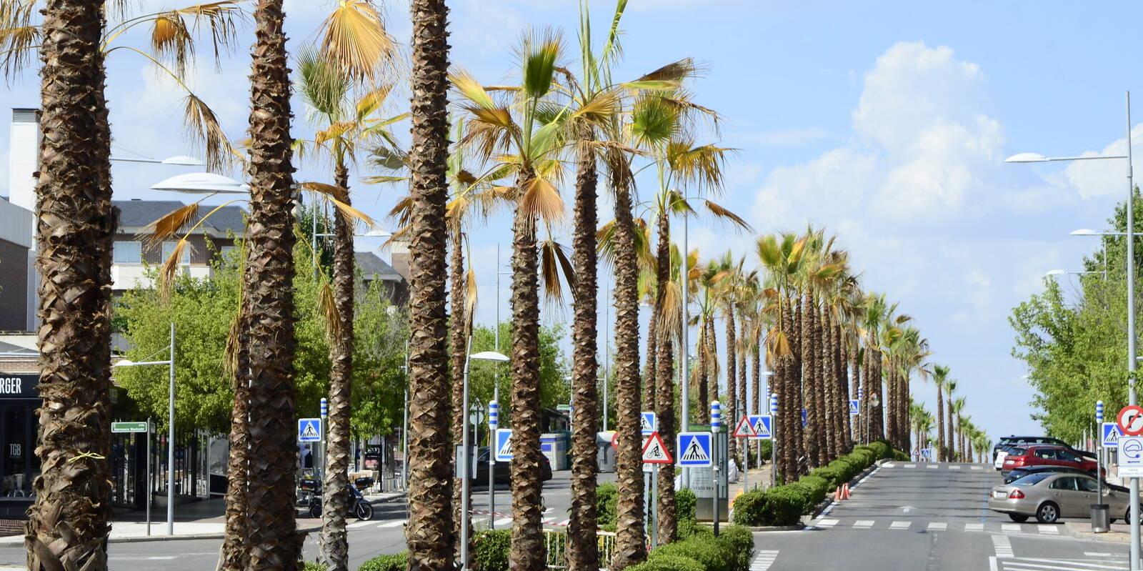 La avenida Infante D. Luis renueva su aspecto con 130 palmeras
