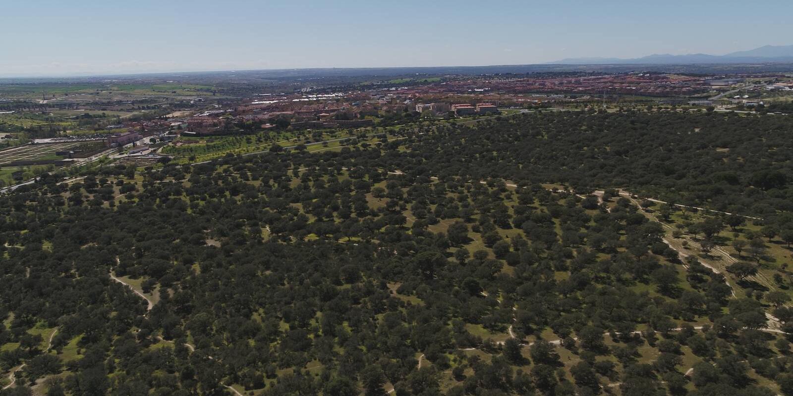 VOX Boadilla denuncia la negativa del PP a investigar la “seca de la encina” en el monte de la localidad VOX Boadilla denuncia la negativa del PP a investigar la “seca de la encina” en el monte de la localidad