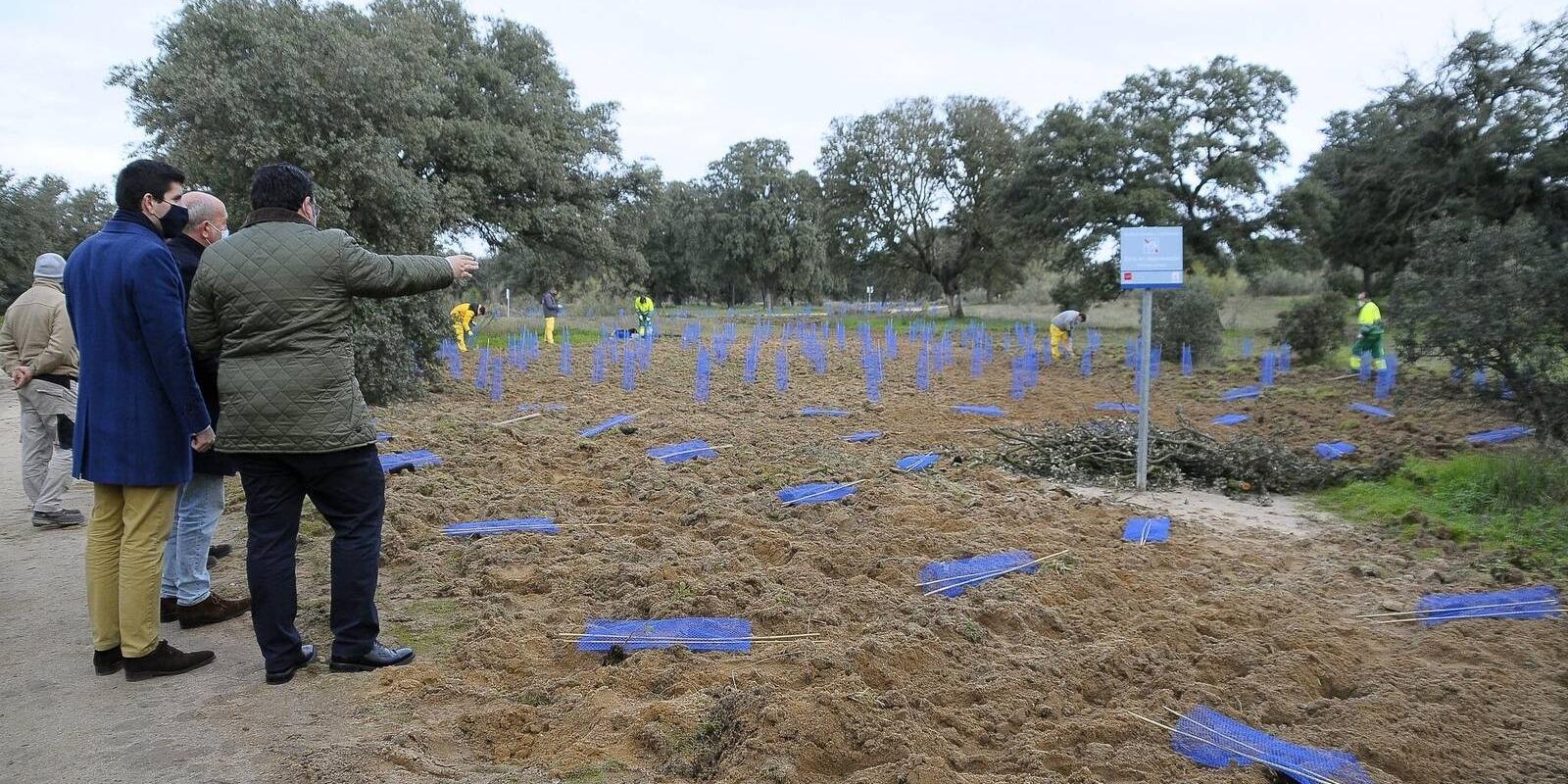 El Ayuntamiento plantará en el Monte de Boadilla 30.000 árboles y arbustos