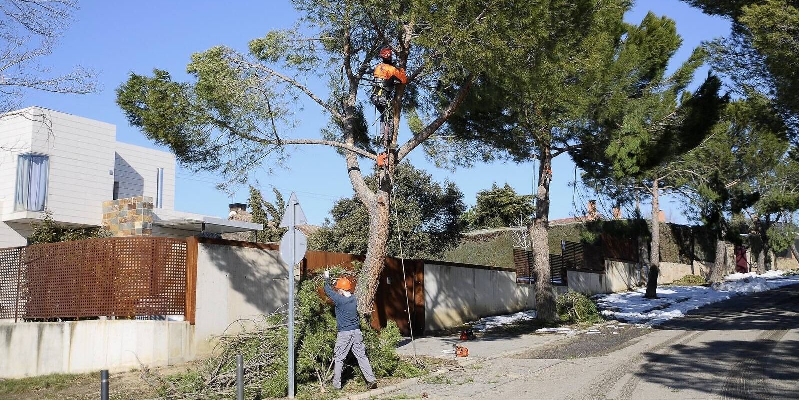 El Ayuntamiento de Boadilla continúa con los trabajos de retirada de árboles y ramas