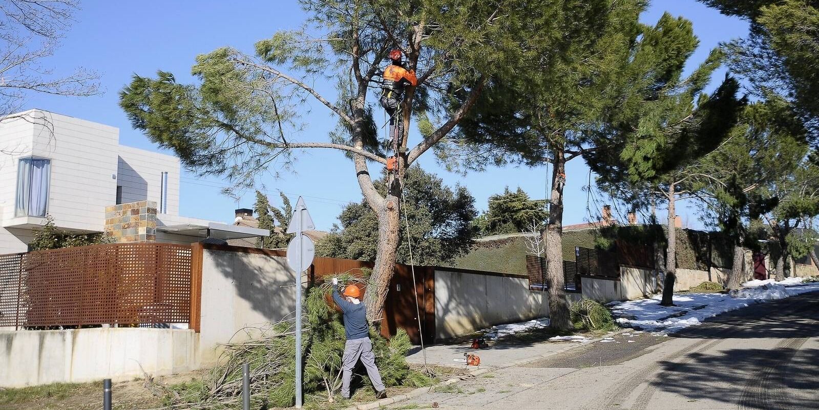El Ayuntamiento de Boadilla continúa con los trabajos de retirada de árboles y ramas El Ayuntamiento de Boadilla continúa con los trabajos de retirada de árboles y ramas
