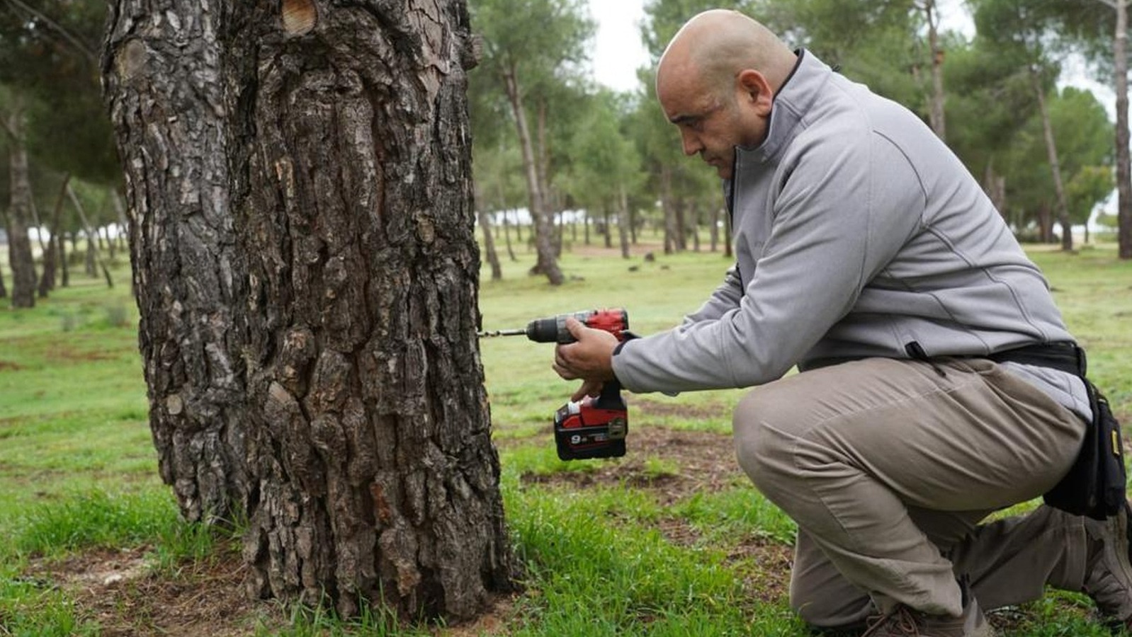 Tratamientos fitosanitarios por endoterapia en más de mil pinos de Boadilla