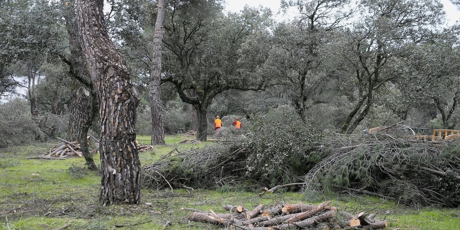 Se abre la inscripción para recoger leña procedente del monte de Boadilla