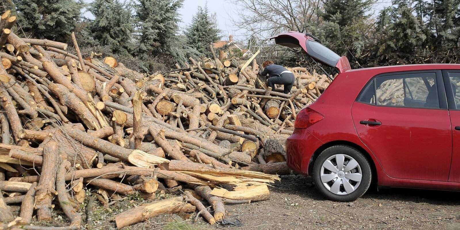 Nuevo reparto de leña en Boadilla los días 11, 12 y 13 de marzo