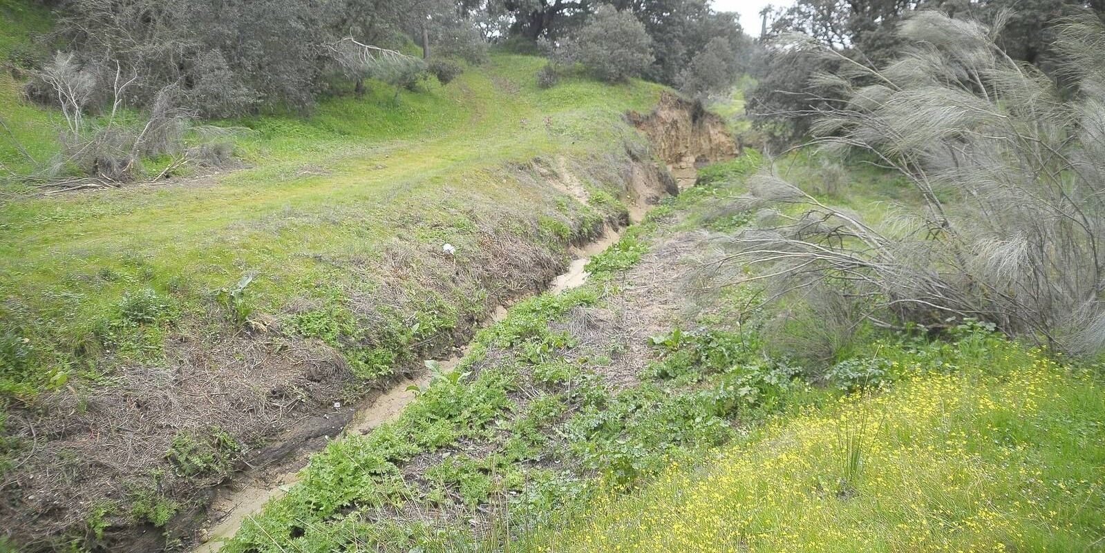 Comienza la limpieza y desbroce de cuatro arroyos que pasan por el suelo urbano de Boadilla