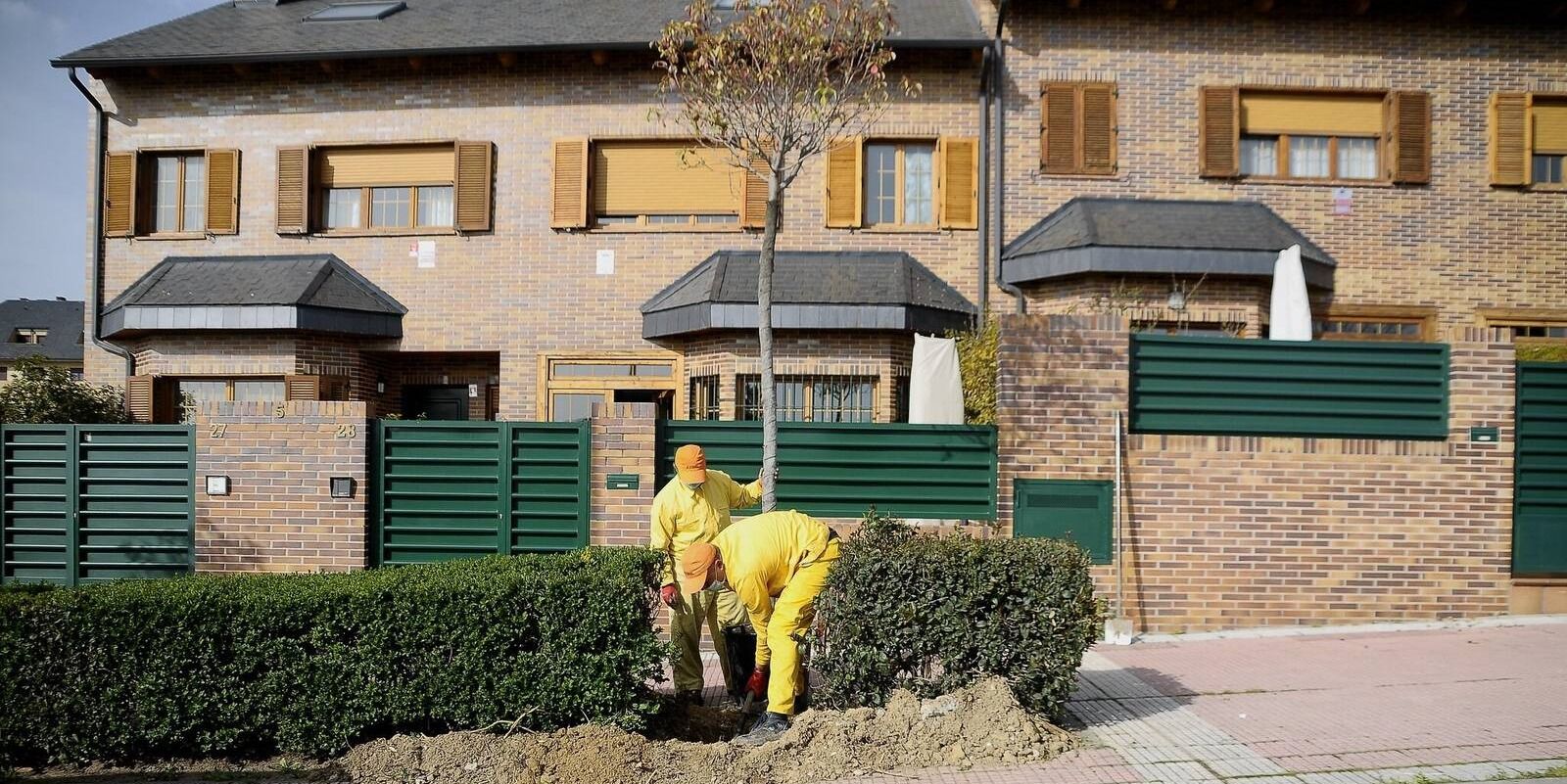 Boadilla plantará en las próximas semanas 300 árboles y 259 arbustos Boadilla plantará en las próximas semanas 300 árboles y 259 arbustos