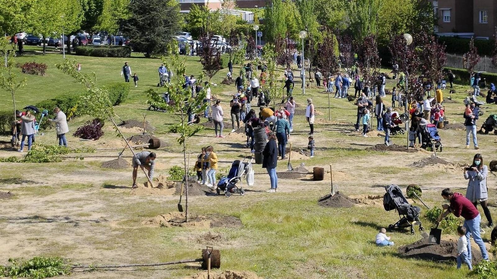 Abierto el plazo de inscripción para una nueva plantación familiar de árboles